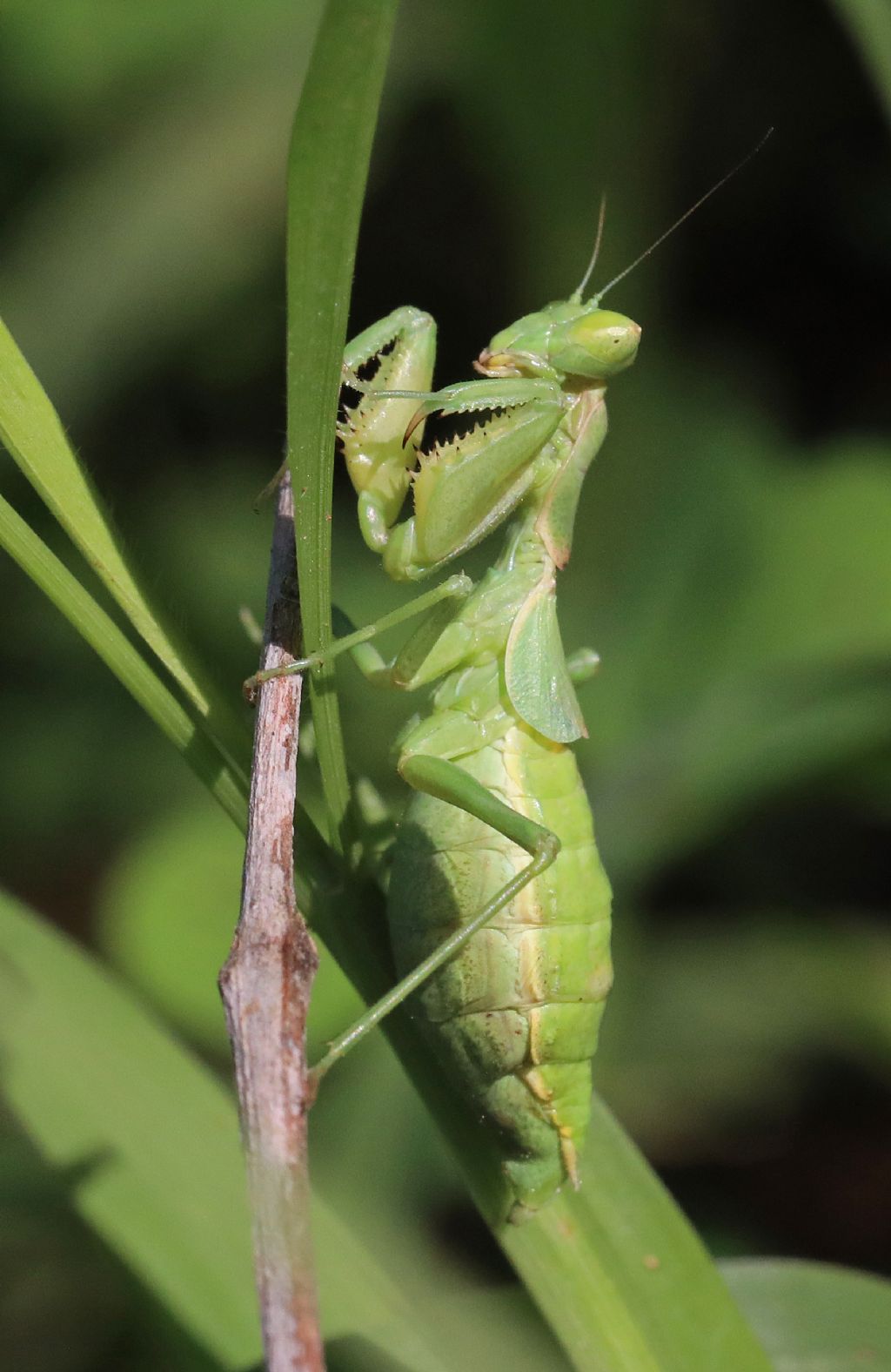 Mantodea - Ameles spallanzania - Sicilia